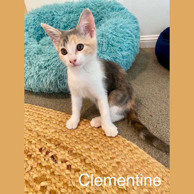Photo of Clementine