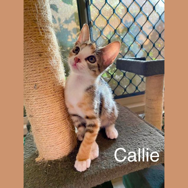 Photo of Callie