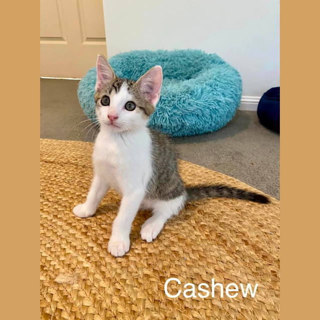 Photo of Cashew