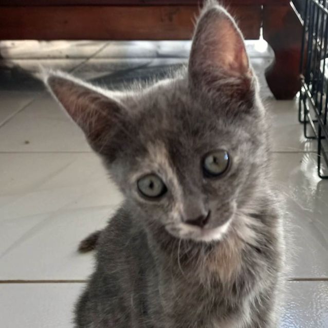 Photo of Toya