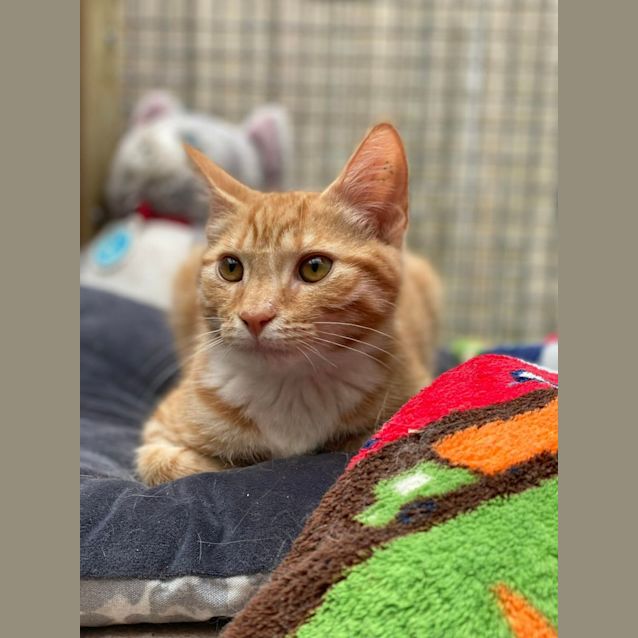 Photo of Rufus