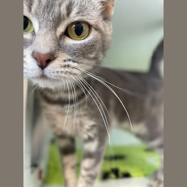 Photo of Kitty