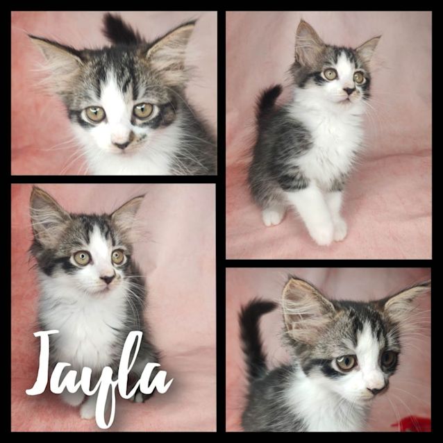 Photo of Jayla