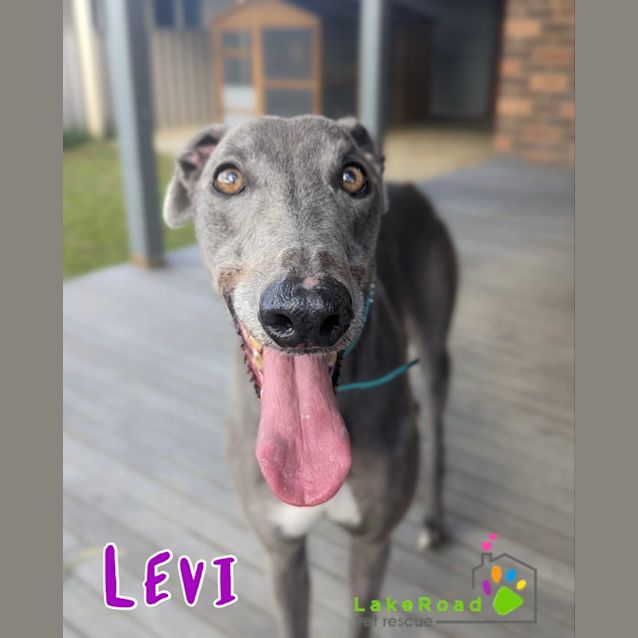 Photo of Levi