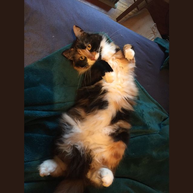 Photo of Aragorn & Olive