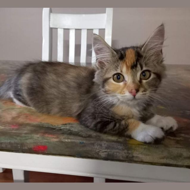 Photo of Mareeka