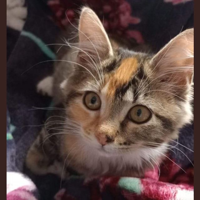 Photo of Mareeka