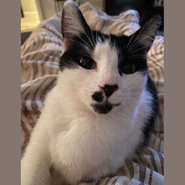 Photo of Figaro (Millie)