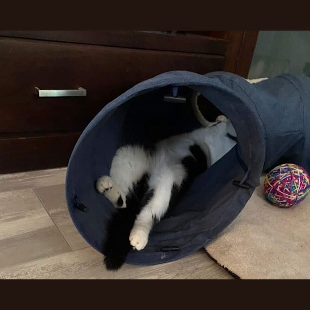 Photo of Figaro (Millie)