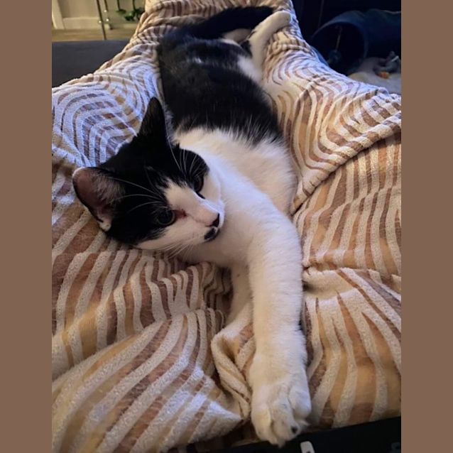 Photo of Figaro (Millie)