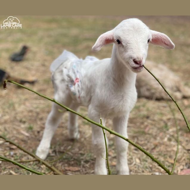 Photo of Archy And Charlie Brown