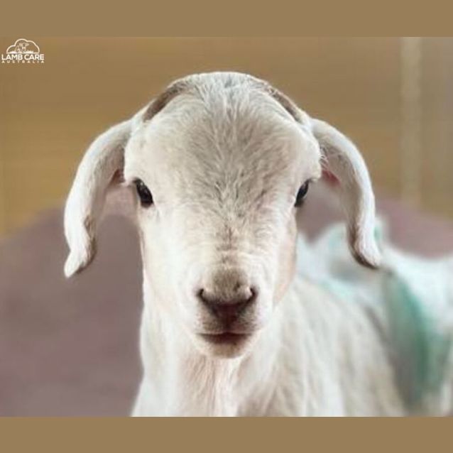 Photo of Archy And Charlie Brown