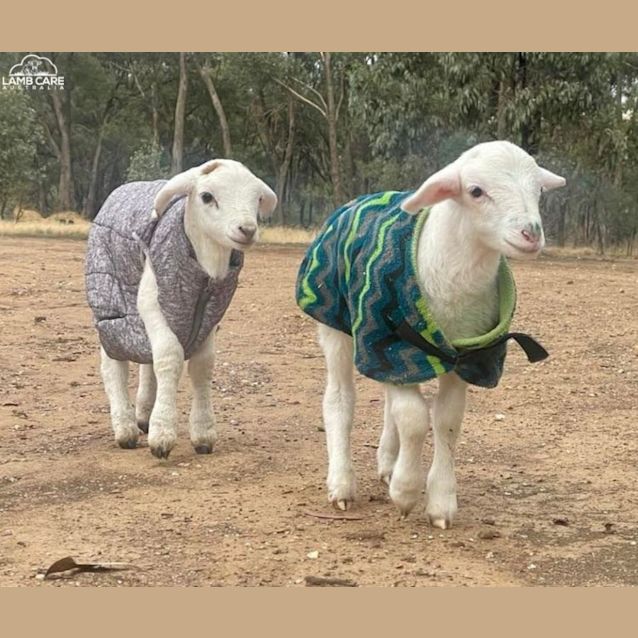 Photo of Archy And Charlie Brown