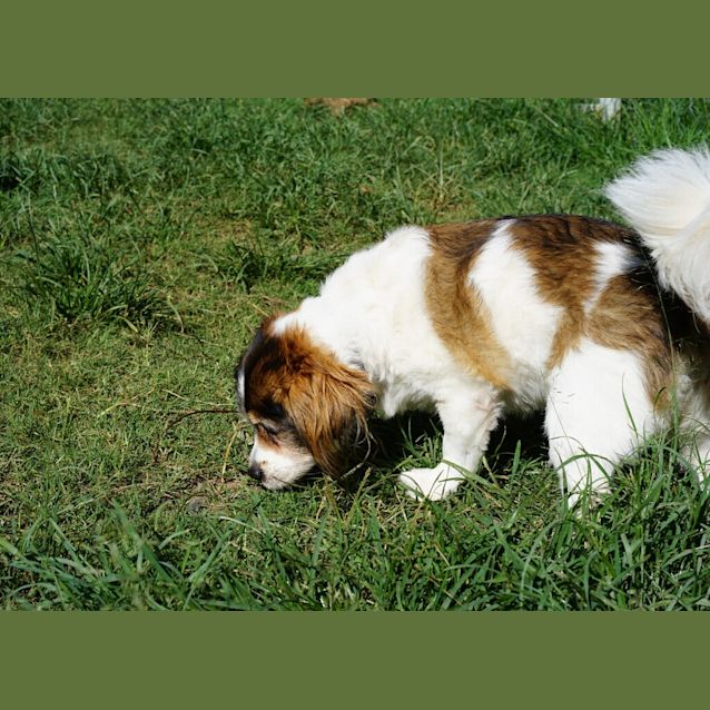 Photo of Daisy