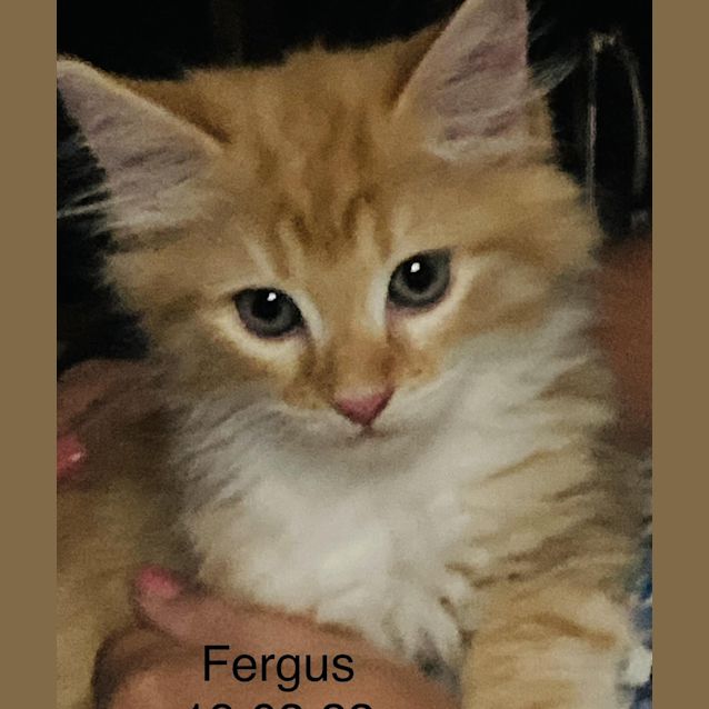 Photo of Fergus