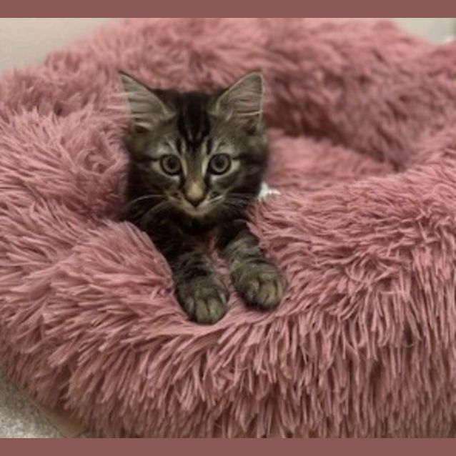 Photo of Tufty (Available From Foster Care)