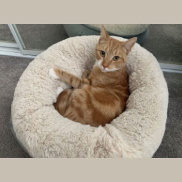 Photo of Marmalade