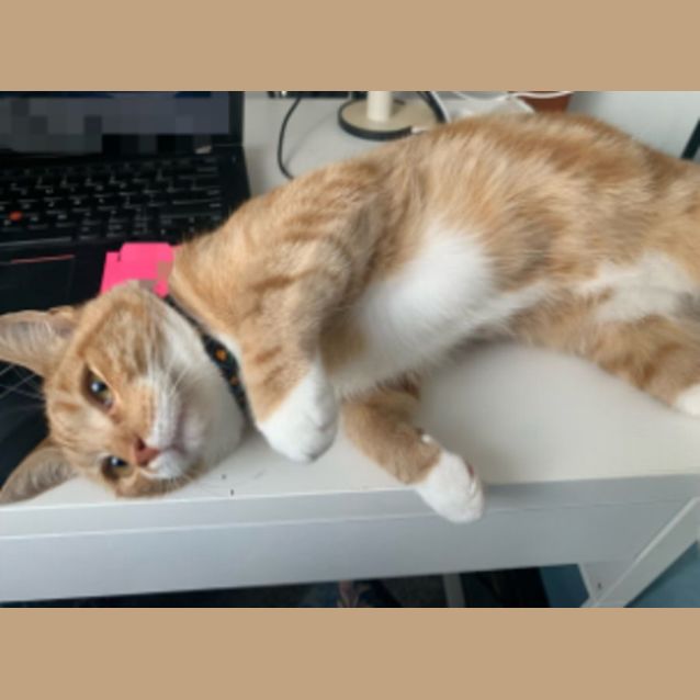 Photo of Marmalade