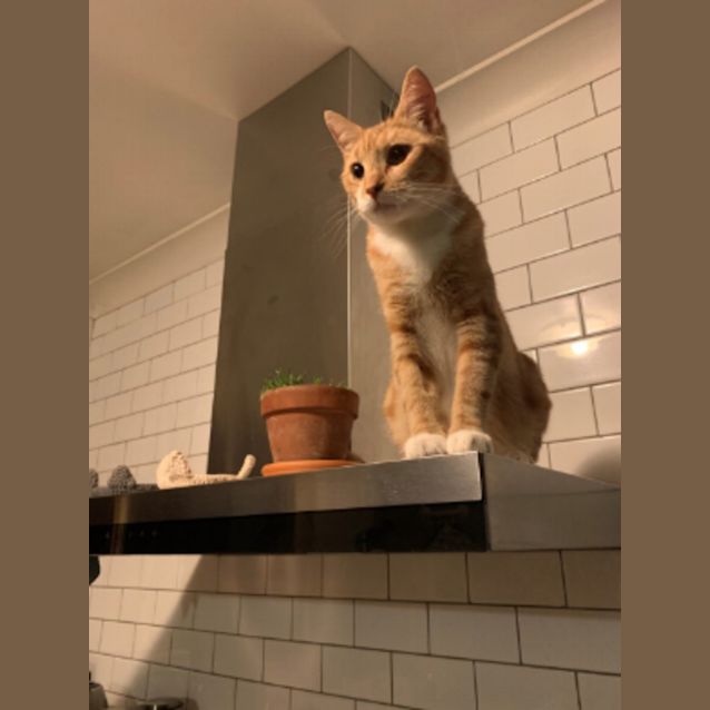 Photo of Marmalade