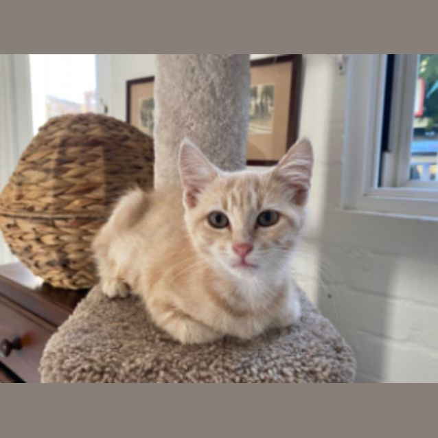 Photo of Cheerio (Available From Foster Care)