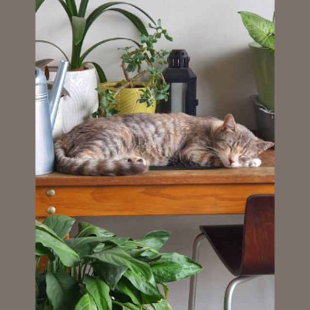 Photo of Brooke (Available From Foster Care)
