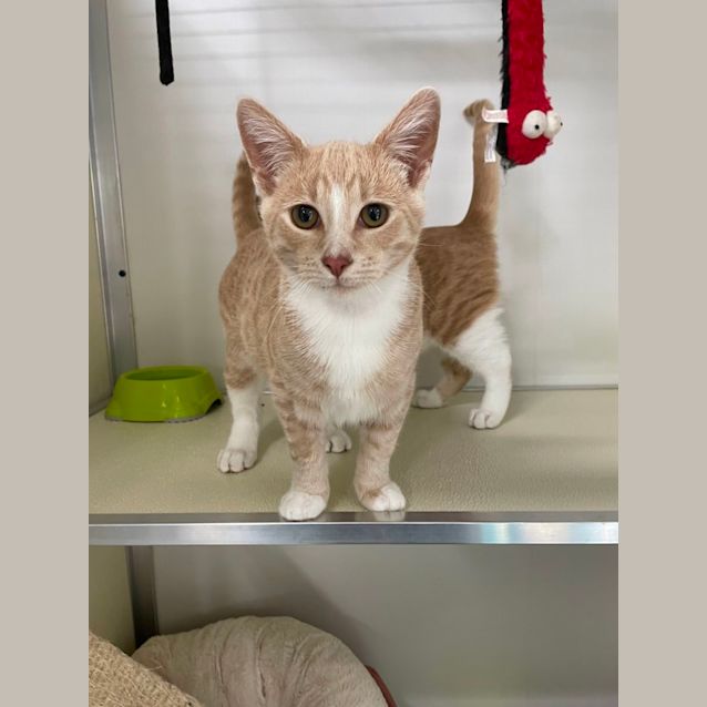 Photo of 🥝 Archie F02389 🥝