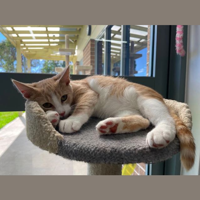 Photo of ✨ Henry F02388 ✨