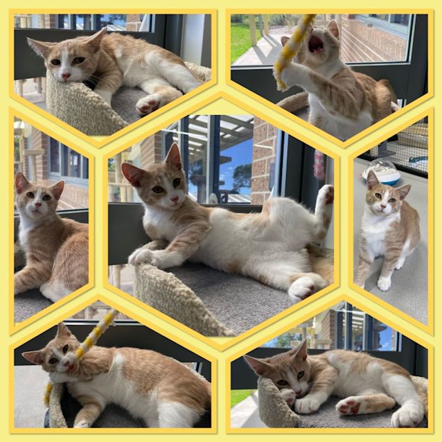 Photo of ✨ Henry F02388 ✨