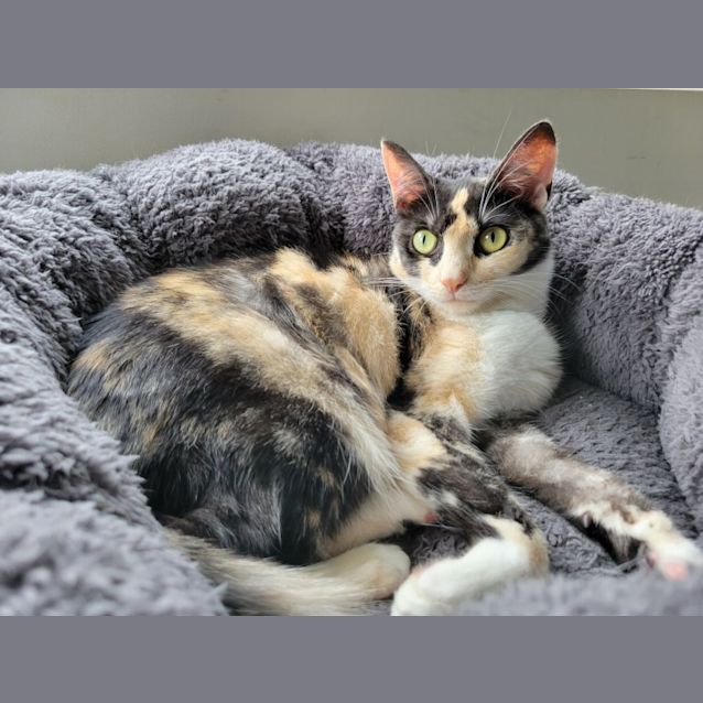 Photo of Gracie