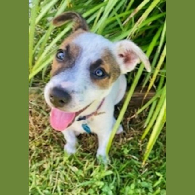 Photo of Aisling (Ash Ling)🍀🐾