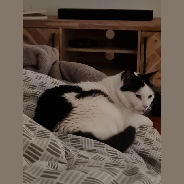 Photo of Kiwi