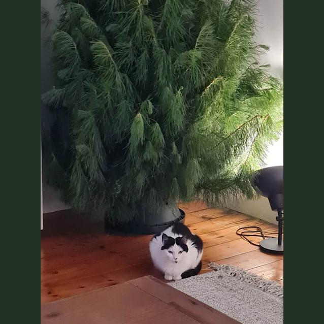 Photo of Kiwi