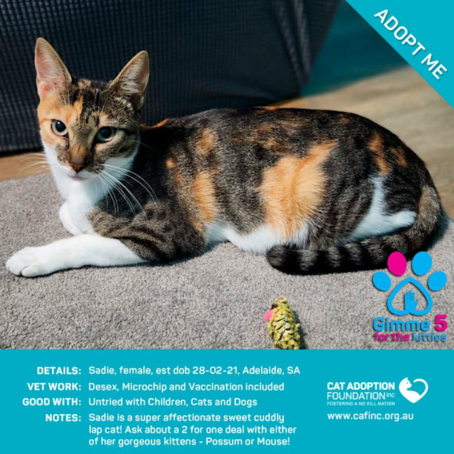 Photo of Sadie Just $39 Or 2 For 1 With Kitten!