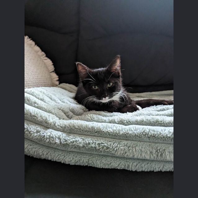 Photo of Nova   Located In Sydenham