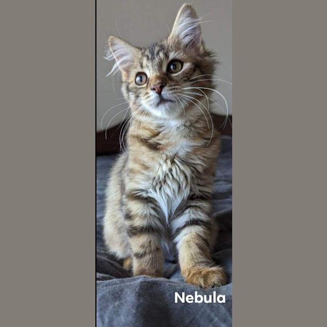 Photo of Nebula 