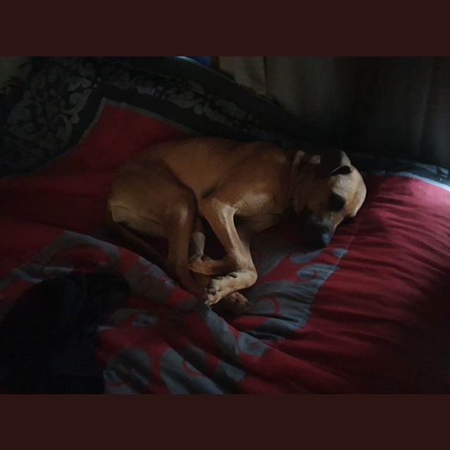 Photo of Willow