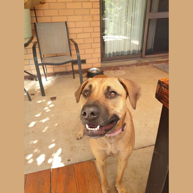 Photo of Willow