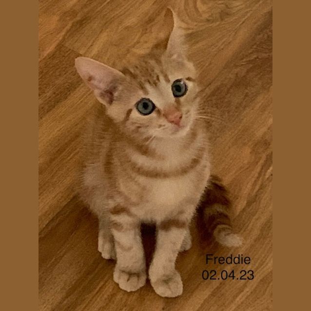 Photo of Freddie