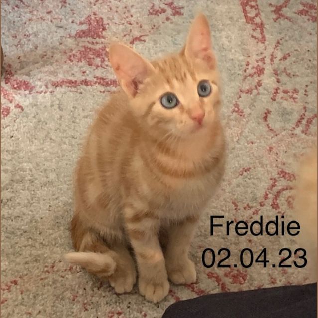 Photo of Freddie