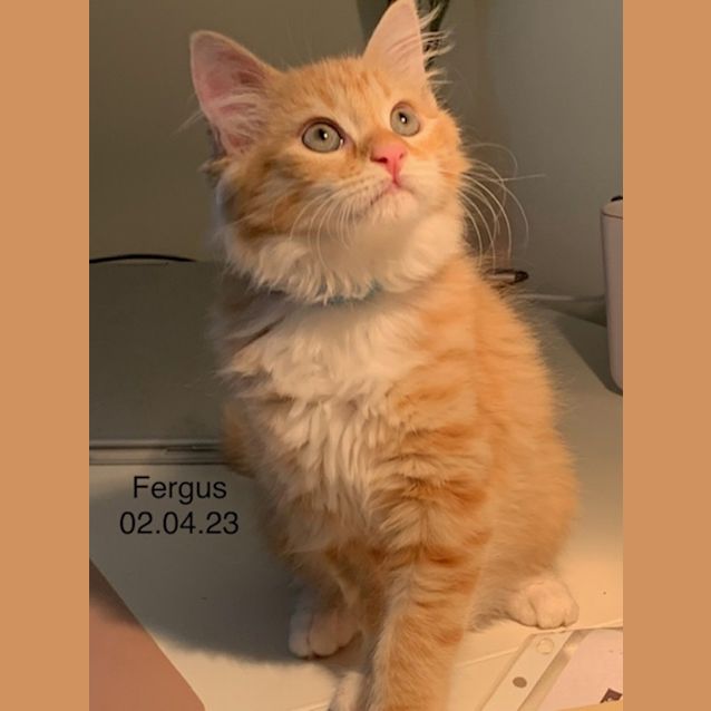 Photo of Fergus