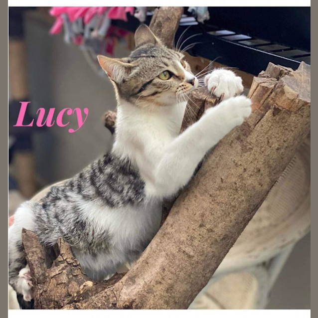 Photo of Lucy