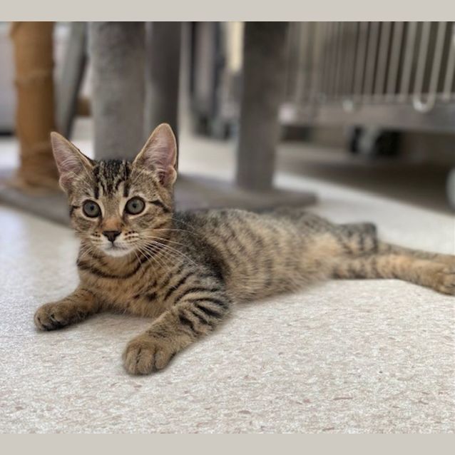 Photo of Lacey (9719)