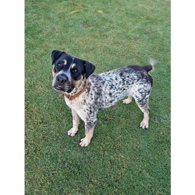 Photo of Axel *$250 Adoption Fee*