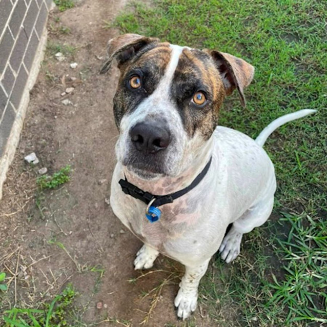 Photo of Blaze *$99 Adoption Fee*