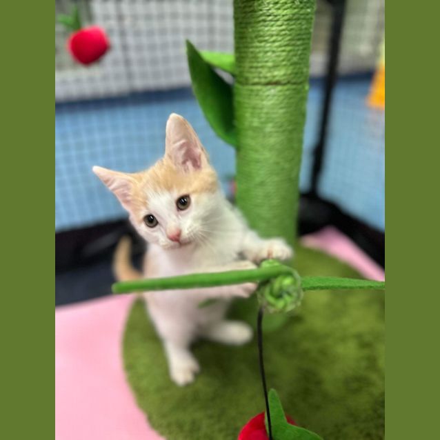 Photo of Monte Carlo