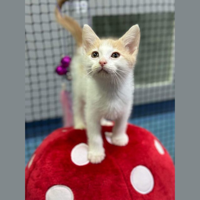 Photo of Monte Carlo