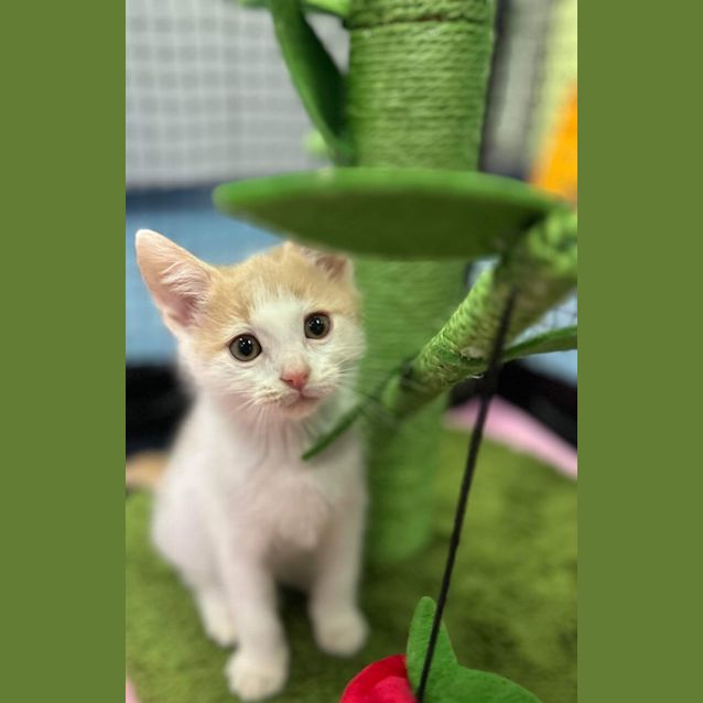 Photo of Monte Carlo