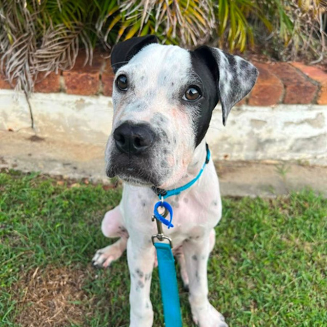 Photo of Sven *$150 Adoption Fee*
