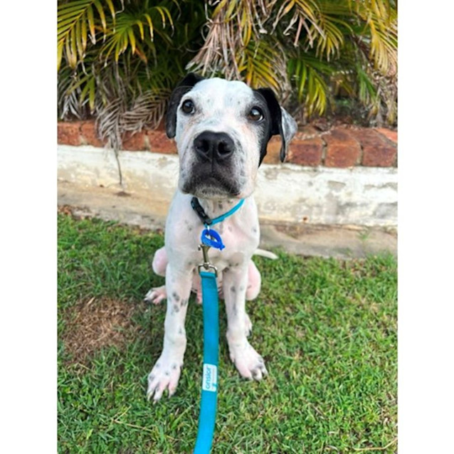 Photo of Sven *$150 Adoption Fee*
