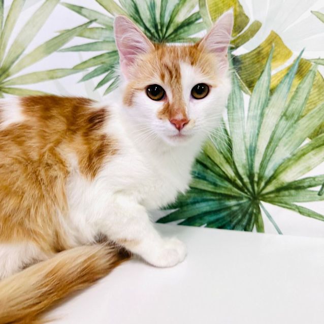 Photo of Simba   Located In Bentleigh East 
